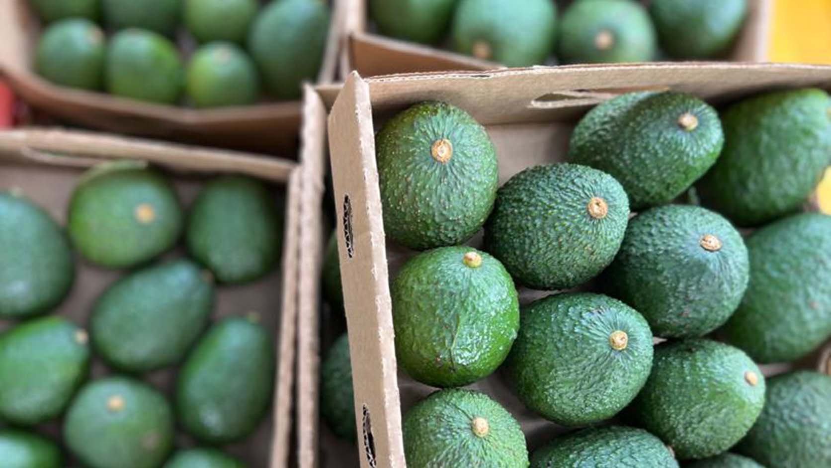 Fresh Ugandan Avocados