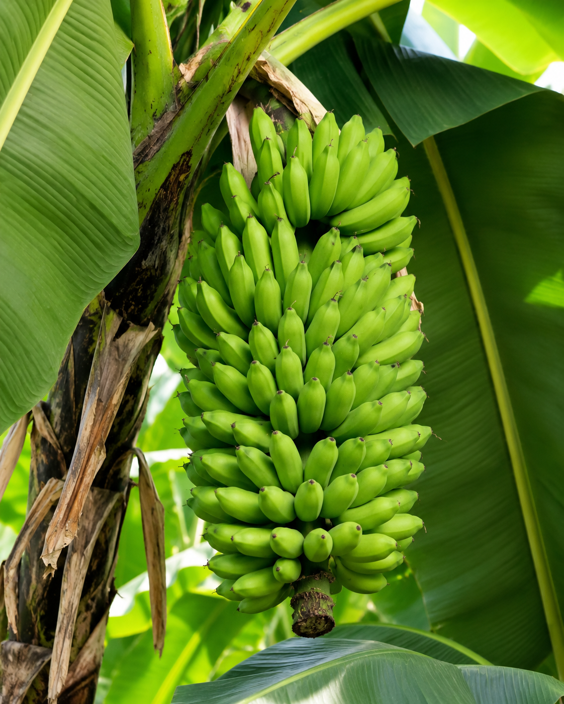 Fresh Ugandan Plantain
