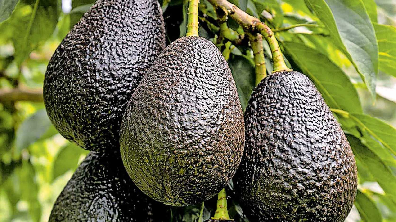 Fresh Ugandan Avocados