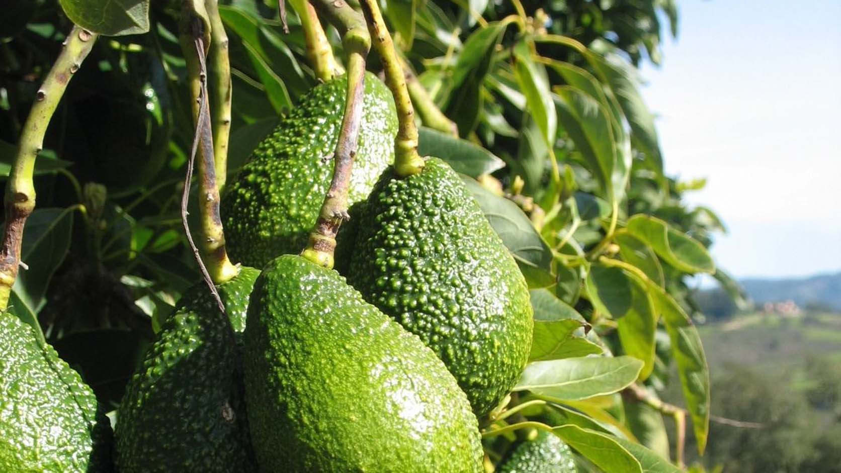 Fresh Ugandan Avocados